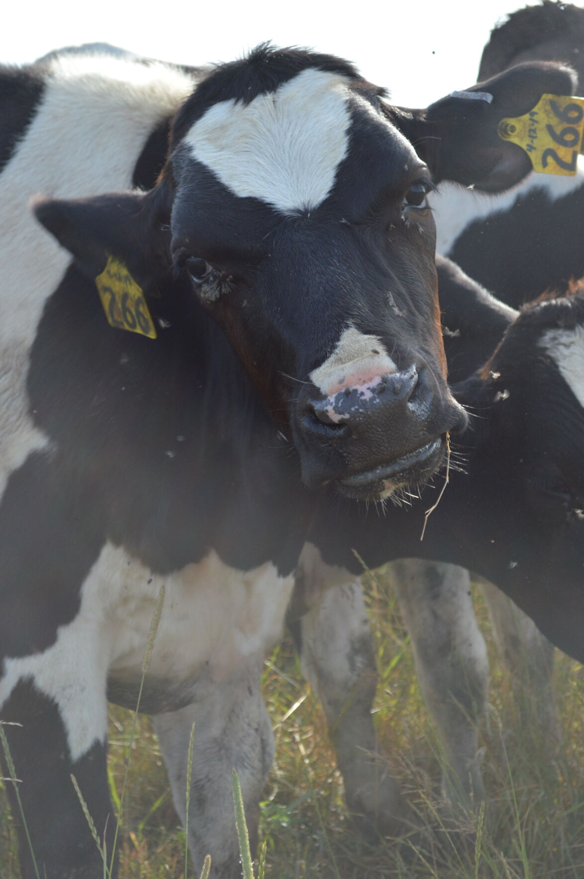 Dairy Heifer Shakes Flies